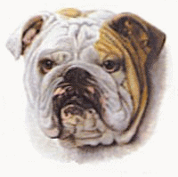 bulldog-imagen-animada-0050