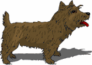 cairn-terrier-imagen-animada-0009