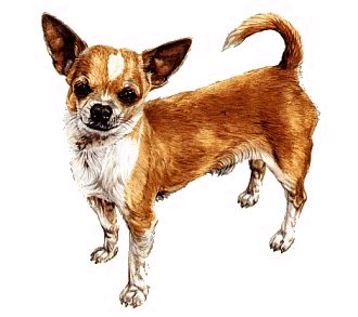 chihuahua-imagen-animada-0018