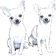 chihuahua-imagen-animada-0019