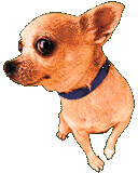 chihuahua-imagen-animada-0021