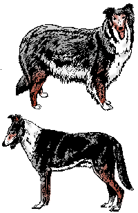 collie-imagen-animada-0026