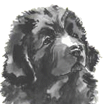 perro-terranova-imagen-animada-0003
