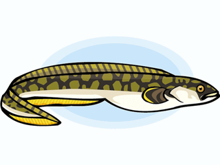 anguila-imagen-animada-0001