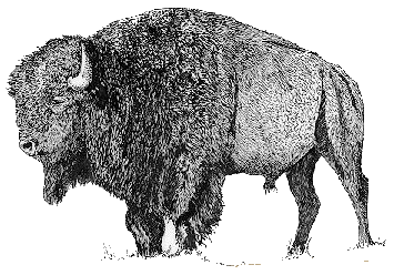 bisonte-imagen-animada-0006