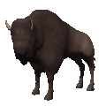 bisonte-imagen-animada-0013