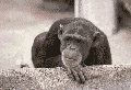 mono-imagen-animada-0051