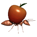 hormiga-imagen-animada-0073