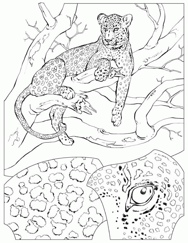 dibujo-para-colorear-guepardo-imagen-animada-0005