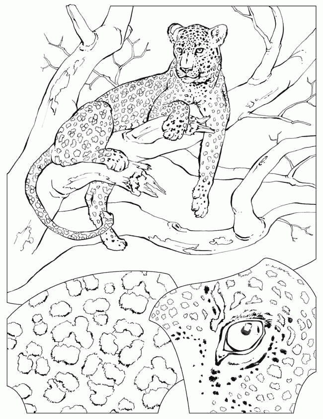 Ilustración de vector de página para colorear de guepardo Vector Premium #19 Ilustración de vector de página para colorear de guepardo Vector Premium