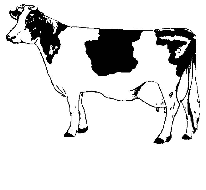 dibujo-para-colorear-vacas-imagen-animada-0001