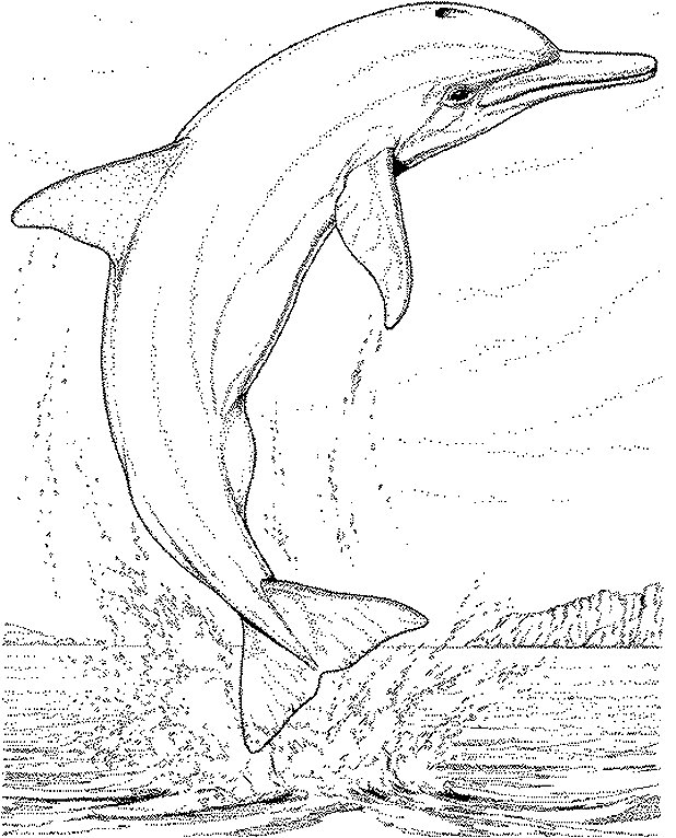 dibujo-para-colorear-delfin-imagen-animada-0016