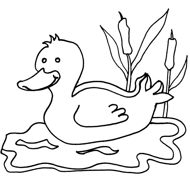 dibujo-para-colorear-pato-imagen-animada-0007