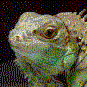 lagarto-y-lagartija-imagen-animada-0022