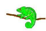 lagarto-y-lagartija-imagen-animada-0054