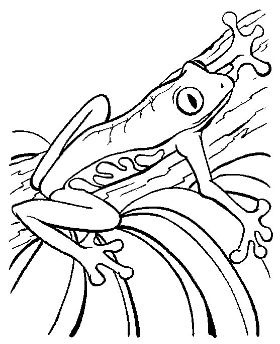 ▷ Dibujos para Colorear Ranas y Sapos: Imágenes Animadas, Gifs y Animaciones ¡100% GRATIS! ▷ Dibujos para Colorear Ranas y Sapos: Imágenes Animadas, Gifs y Animaciones ¡100% GRATIS!