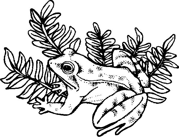 dibujo-para-colorear-rana-y-sapo-imagen-animada-0024