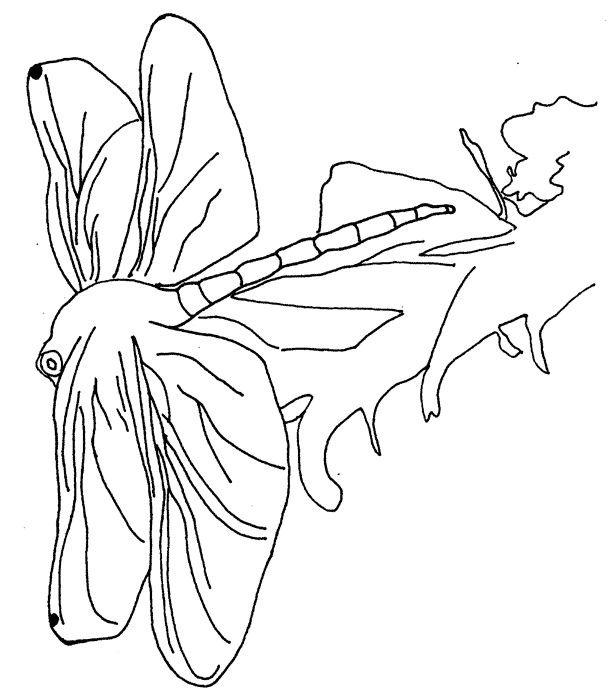 dibujo-para-colorear-insecto-imagen-animada-0003