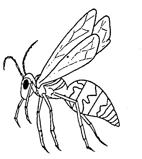 dibujo-para-colorear-insecto-imagen-animada-0008