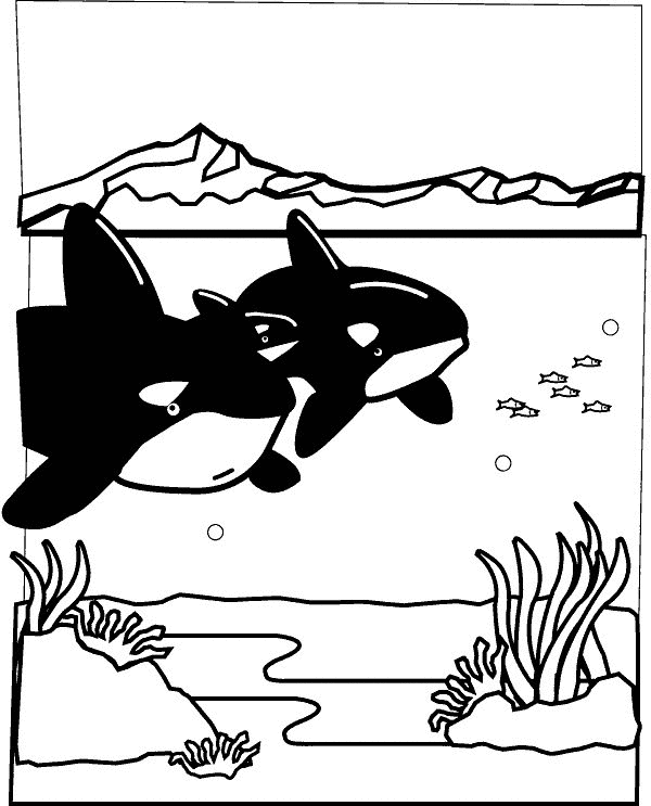 dibujo-para-colorear-animal-marino-imagen-animada-0008