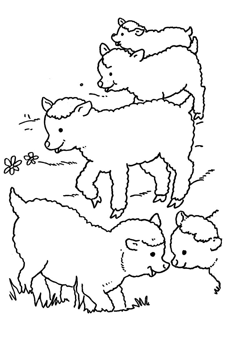dibujo-para-colorear-oveja-imagen-animada-0010
