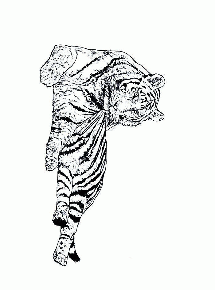 dibujo-para-colorear-tigre-imagen-animada-0013
