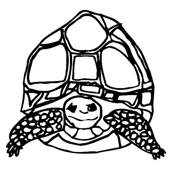 dibujo-para-colorear-tortuga-imagen-animada-0016