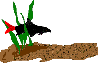 pez-y-pescado-imagen-animada-0021