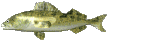pez-y-pescado-imagen-animada-0036