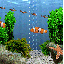 pez-y-pescado-imagen-animada-0243