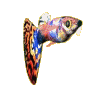 pez-y-pescado-imagen-animada-0343
