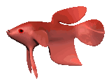 pez-y-pescado-imagen-animada-0382