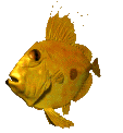 pez-y-pescado-imagen-animada-0388