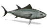 pez-y-pescado-imagen-animada-0481