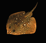 pez-y-pescado-imagen-animada-0567