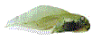 rana-imagen-animada-0012