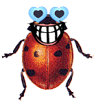 escarabajo-e-insecto-imagen-animada-0016