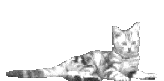 gato-imagen-animada-0065