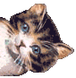gato-imagen-animada-0078