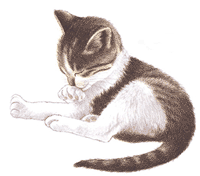 gato-imagen-animada-0211