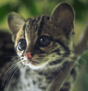 gato-imagen-animada-0392