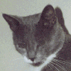 gato-imagen-animada-0429