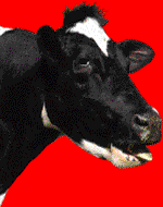 vaca-imagen-animada-0111