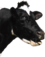 vaca-imagen-animada-0268