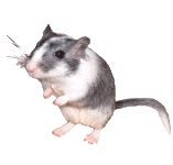 raton-imagen-animada-0284