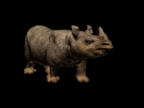 rinoceronte-imagen-animada-0016