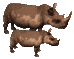 rinoceronte-imagen-animada-0017