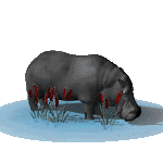 hipopotamo-imagen-animada-0092