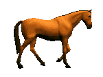 caballo-imagen-animada-0056