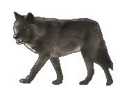 lobo-imagen-animada-0013